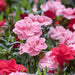 Carnation Mix Seeds
